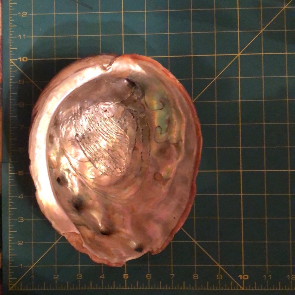 Abalone shell - Picture 4 of 5